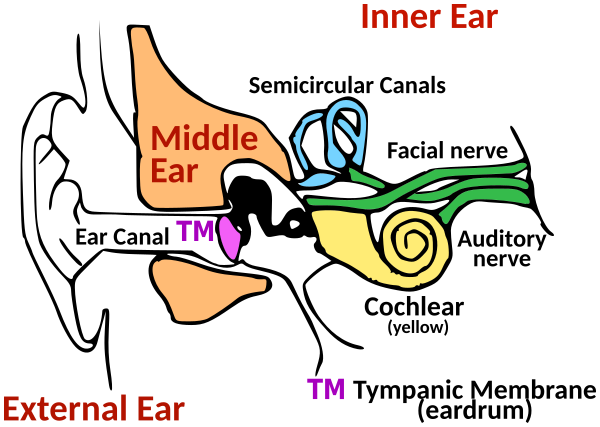 A CC0 diagram of the five parts of the ear, as discussed in the text